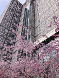 Whispers of Spring at Kyoto’s Rokkakudo