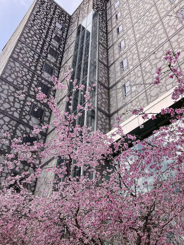 Whispers of Spring at Kyoto’s Rokkakudo
