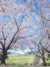 Hakone Garden: A Blossoming Symphony of Time