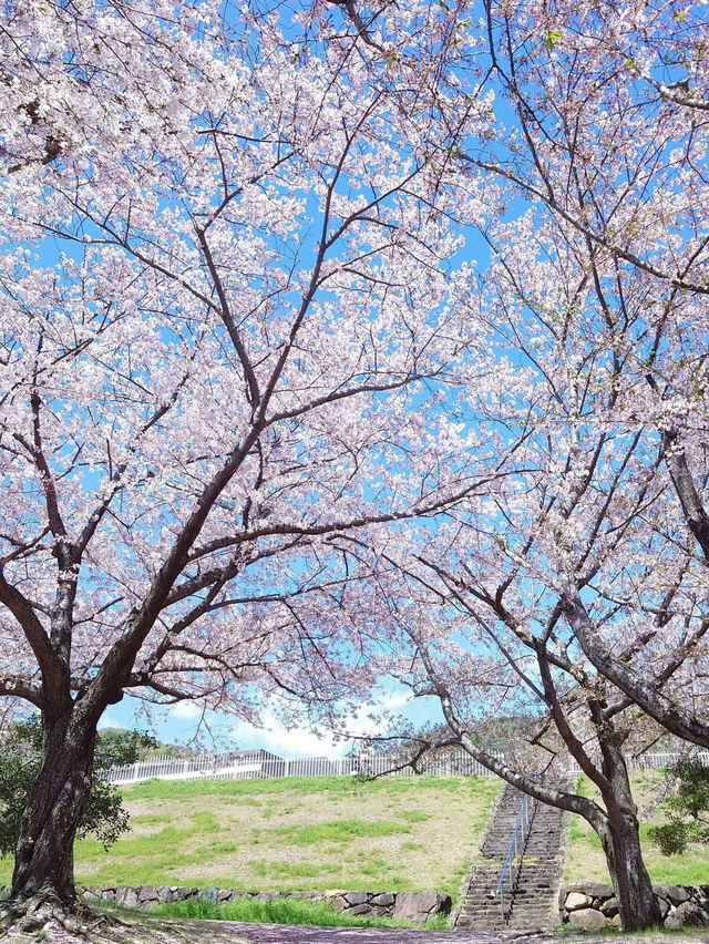 Hakone Garden: A Blossoming Symphony of Time