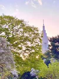 Sakura Serenity: A Day in Shinjuku Gyoen