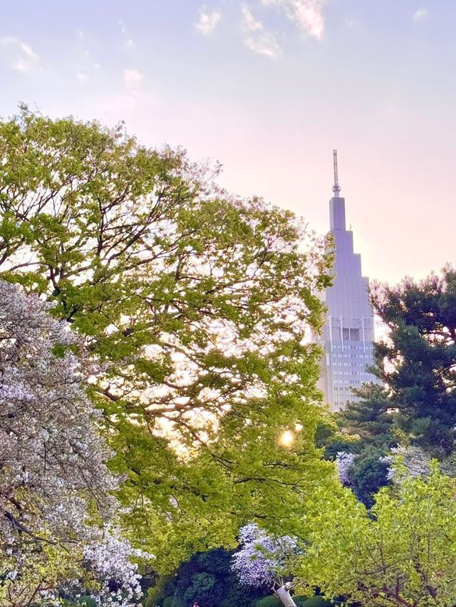 Sakura Serenity: A Day in Shinjuku Gyoen