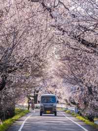 Nagoya's Hidden Cherry Blossom Gems 🌸: A Sakura Wonderland