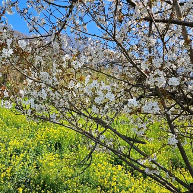 菜の花のじゅうたんと青い海