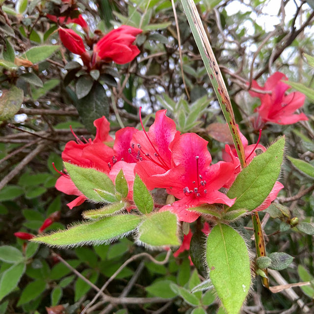 大屯山｜霧中漫步杜鵑花