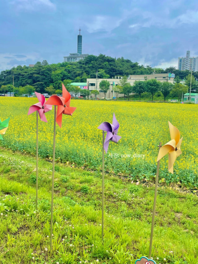 지금 한국은 유채꽃 시즌💛