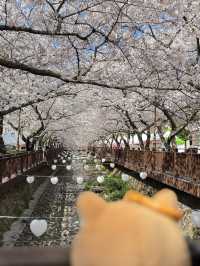 釜山賞櫻之旅
