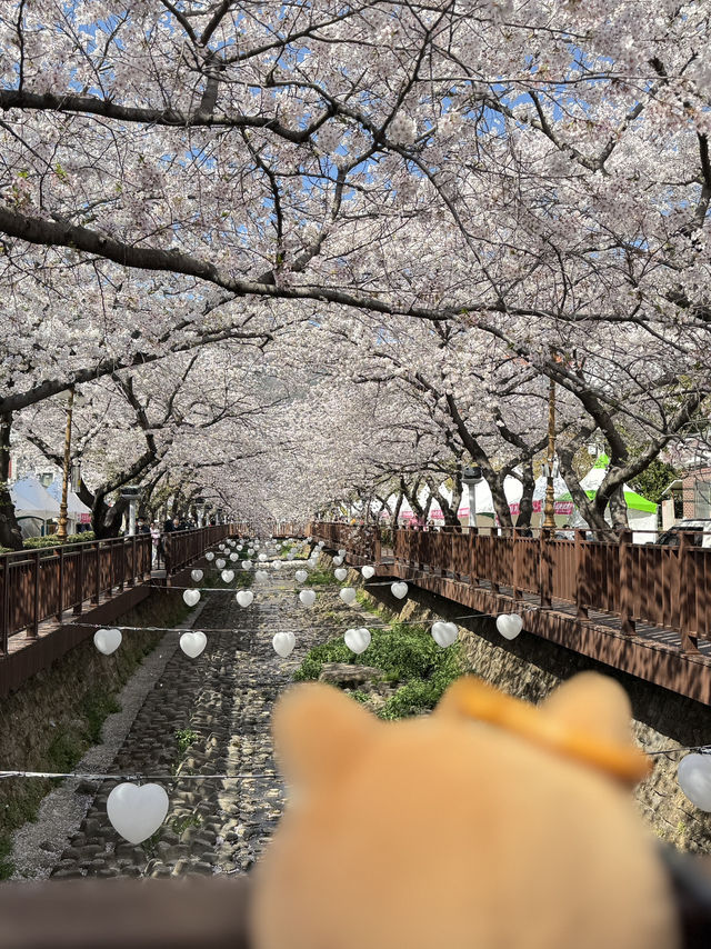 釜山賞櫻之旅