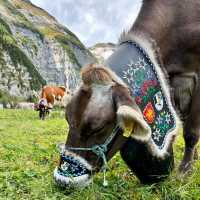 A Celebration of Alpine Tradition: My Day at the Alpabfahrt in Switzerland