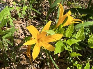 【Tokyo Fuchu】The unique Musashino Kisuge found only here.
