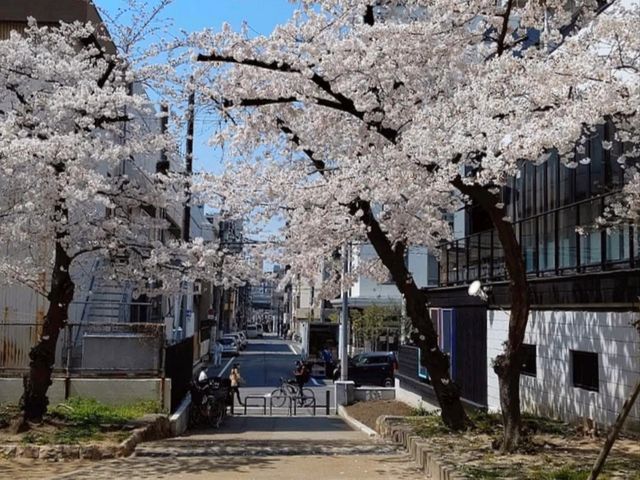 大阪道頓堀15分鐘的私房賞櫻景點---高津宮&高津公園