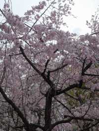 จุดชมซากุระปราสาทโอซาก้า(Osaka Castle) 