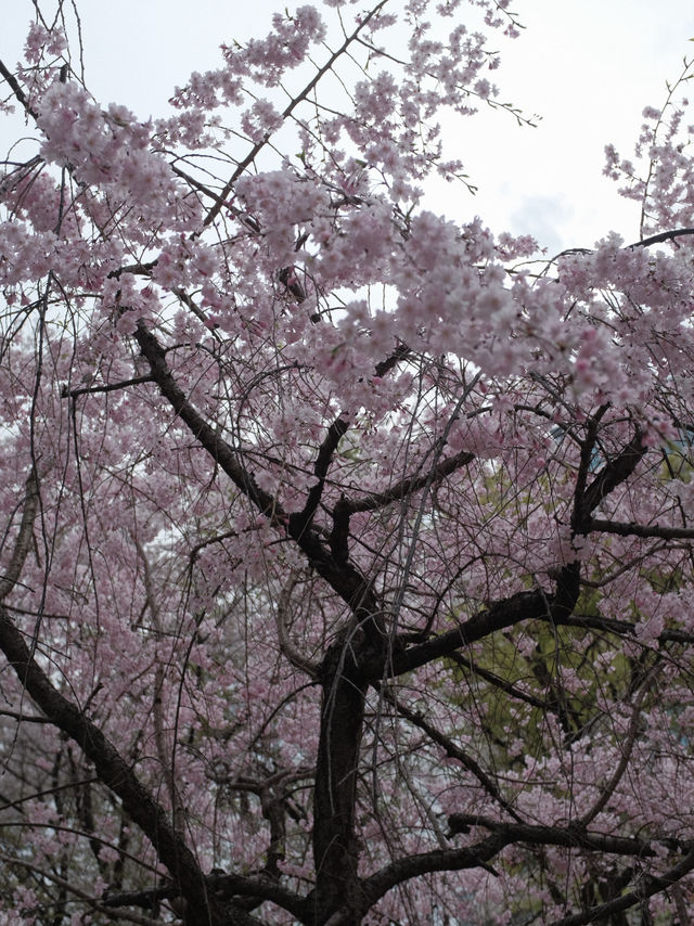 จุดชมซากุระปราสาทโอซาก้า(Osaka Castle) 
