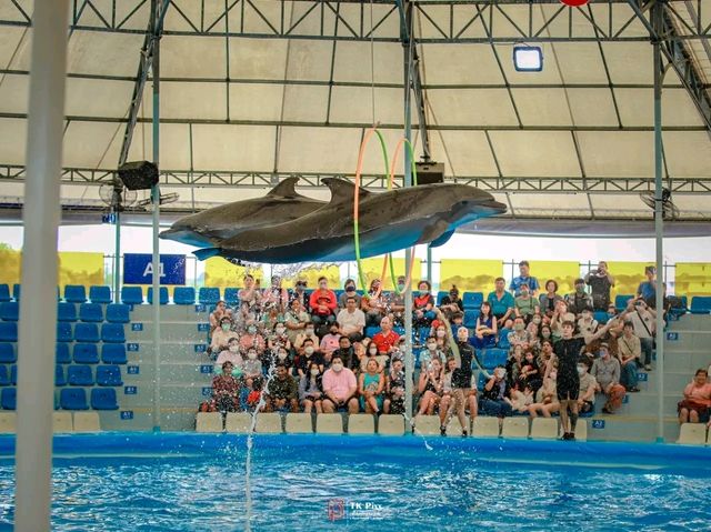 Title: Dive into Delight: A Day at Pattaya Dolphinarium