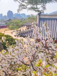 💕서울 가족과 함께 걷기좋은 코스 추천 창경궁🪾