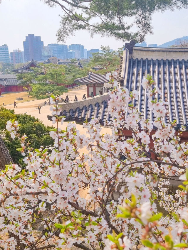 💕서울 가족과 함께 걷기좋은 코스 추천 창경궁🪾