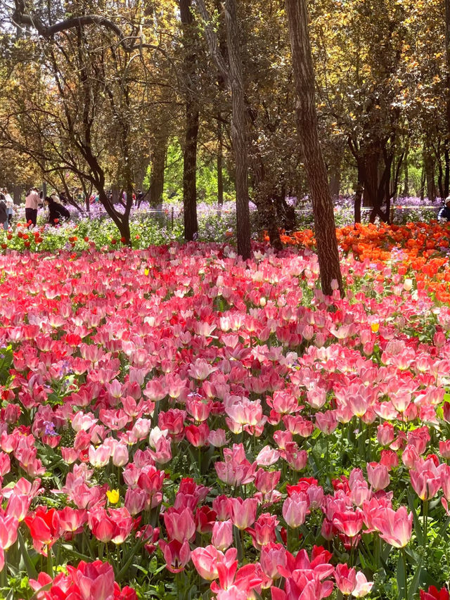Glowing Tulips at Jiaozhou Botanical Garden: A Photographer's Dream 🌷✨