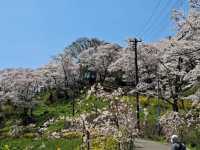 船岡城址公園，仙台近郊居高臨下的賞櫻名所