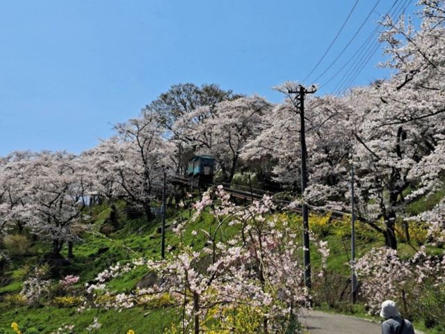 船岡城址公園，仙台近郊居高臨下的賞櫻名所
