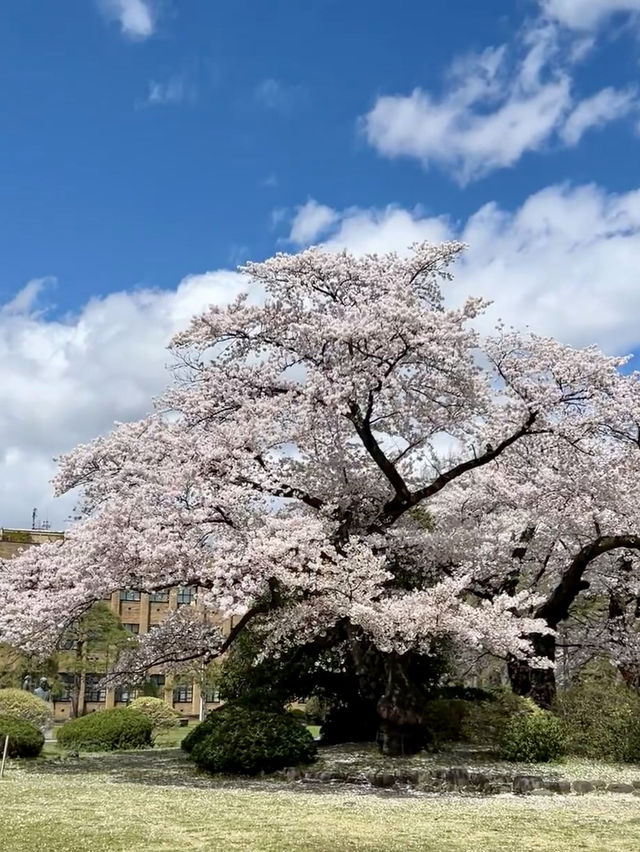春雪初融，櫻花初綻：仙台的淡雅花之旅🌸💕