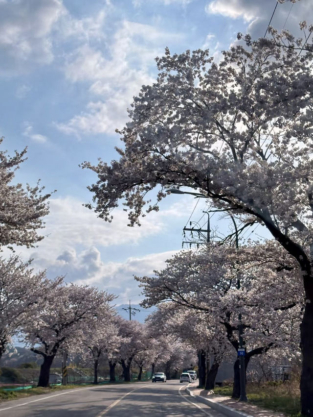 粉白櫻花與城市節奏共舞：首爾春日風景線🌸