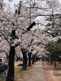 Hamadera Park