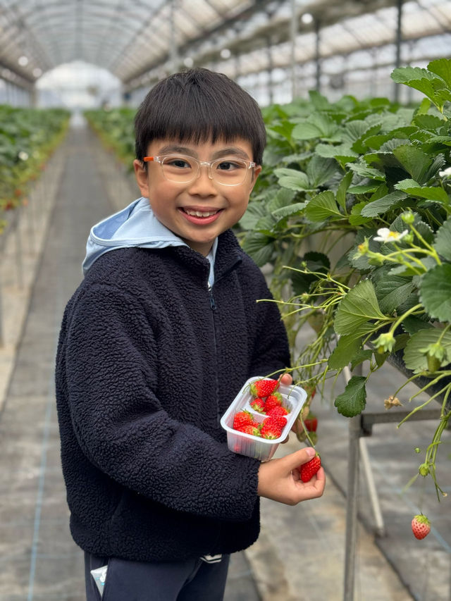 #大阪京都 50分鐘即摘即食🍓放題食到飽😍大滿足❣️ 
