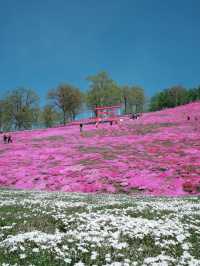 ひがしもこと芝桜公園で春の絶景体験！ピンクのじゅうたんに包まれる感動スポット