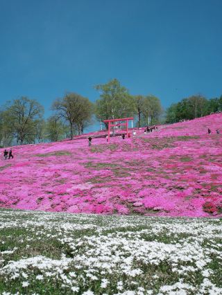 Experience the breathtaking spring scenery at Higashimokoto Shibazakura Park!