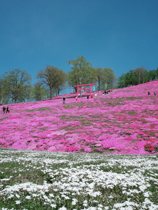 ひがしもこと芝桜公園で春の絶景体験！ピンクのじゅうたんに包まれる感動スポット