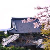 A Peaceful Stroll: Discovering Kyoto’s Philosopher’s Path