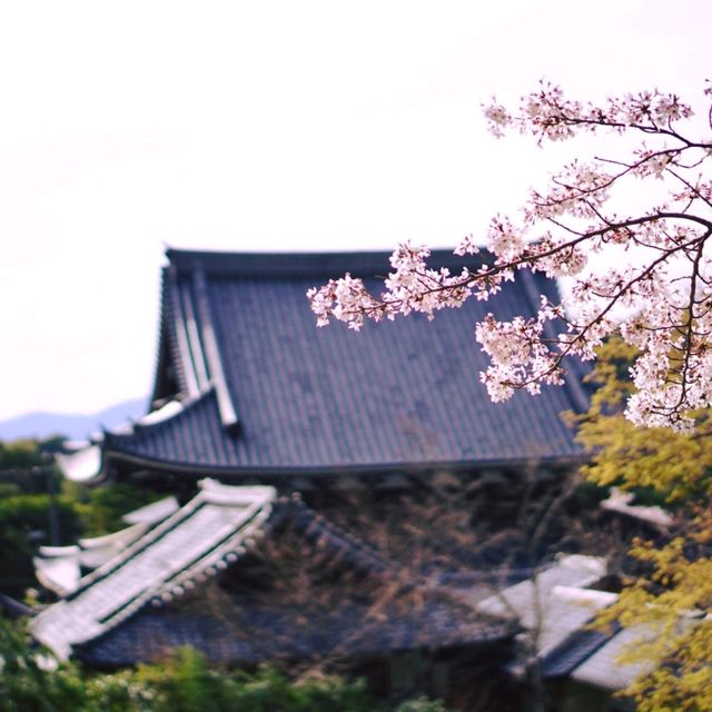 A Peaceful Stroll: Discovering Kyoto’s Philosopher’s Path