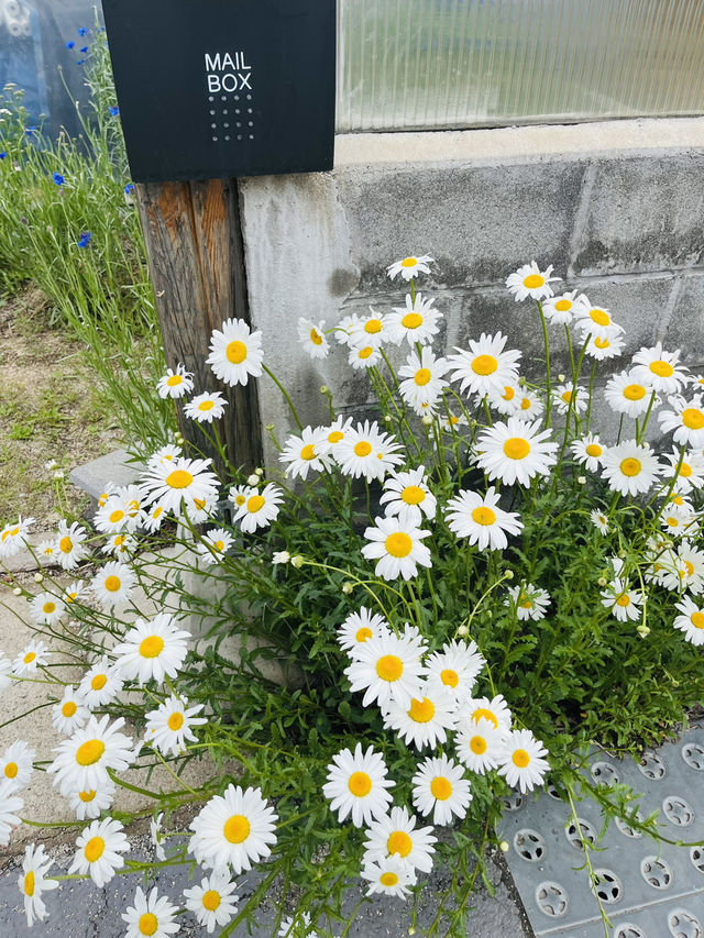 안동 산책코스 선성수상길