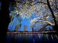 石村湖賞夜櫻🌸