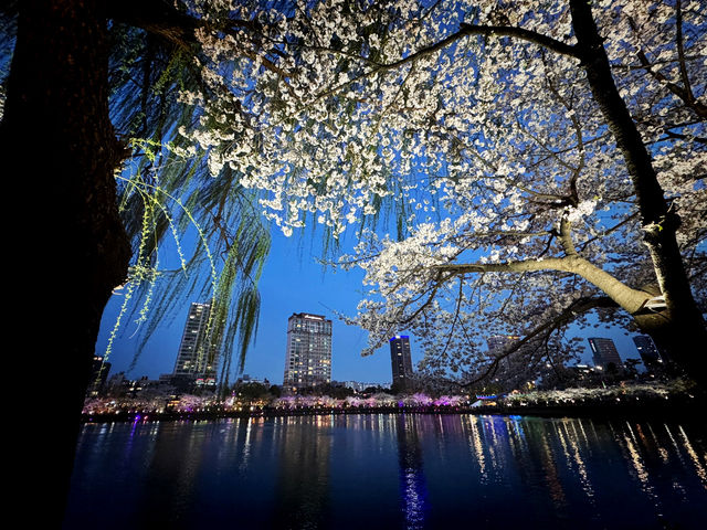 石村湖賞夜櫻🌸