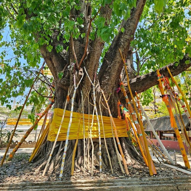 🪷ไหว้พระ | วัดช้างค้ำ เชียงใหม่ 🪷