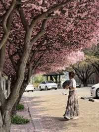 Cherry Blossom season in South Korea 