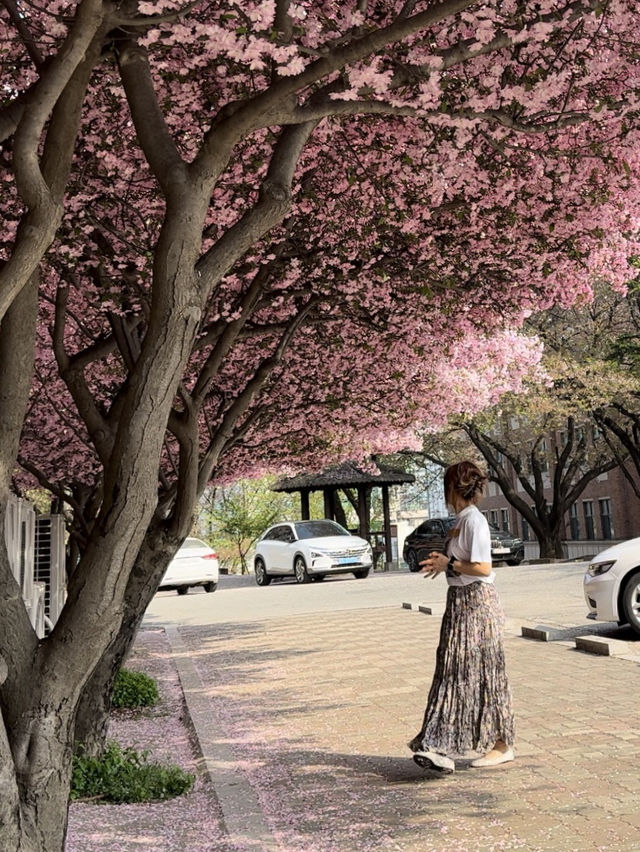 Cherry Blossom season in South Korea 