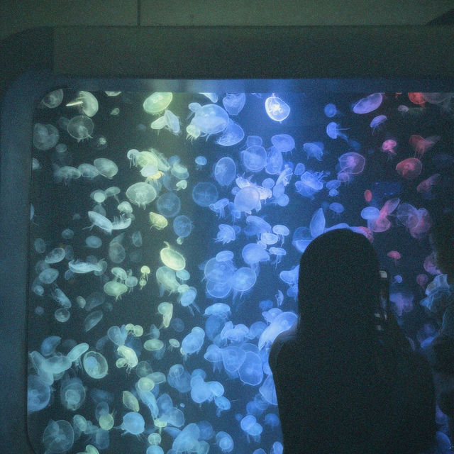 Bangsaen Aquarium - สื่อเรียนรู้ความบันเทิงใต้ทะเล