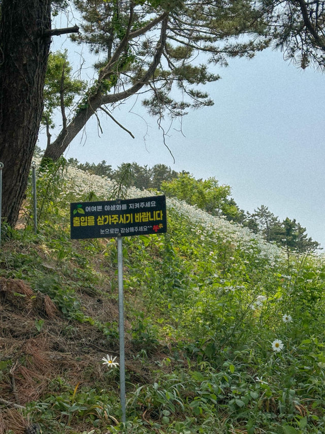 이번 주말 가야 할 동화감성 샤스타데이지 명소🌼