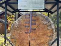 The Perfect Base at Yosemite: Yosemite Valley Lodge