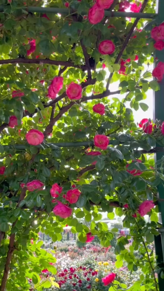関西最大級のバラ園🌹京成バラ園🥰千葉 | Trip.com 八千代市