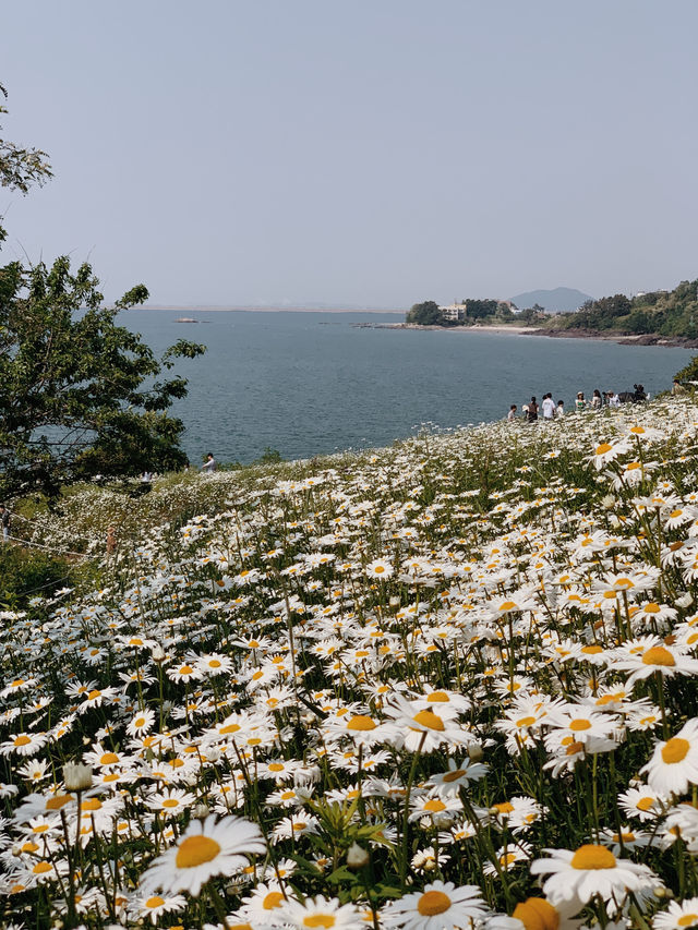 광주 근교 샤스타데이지 꽃밭