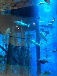 Shopping, Sharks & Skyline: The Mall That Has Everything