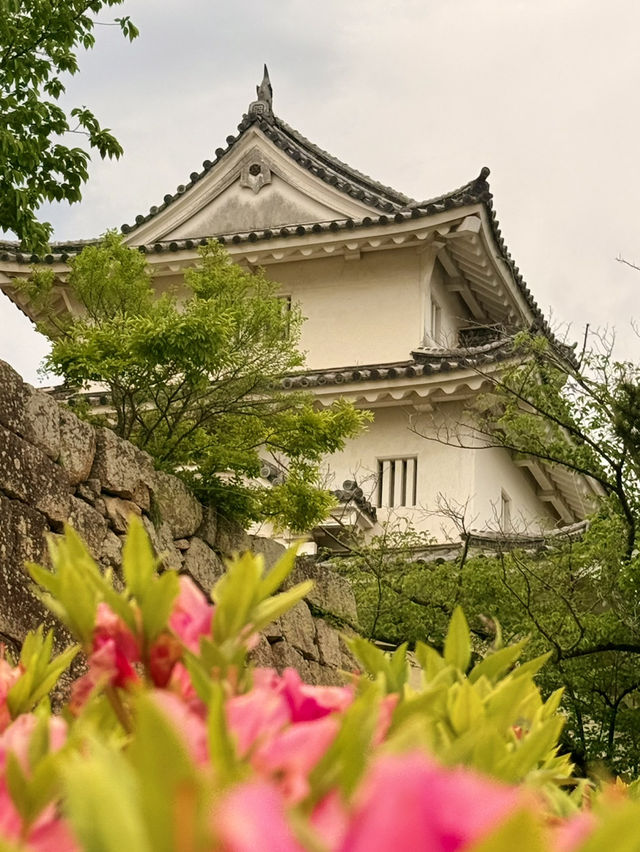 香川｜四百年丸龜城遺跡 最小的天守與日本最高的石垣