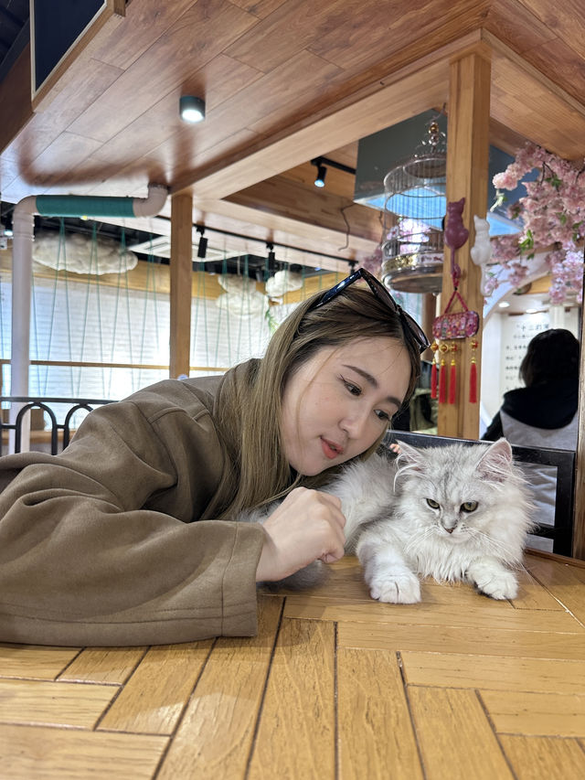 คาเฟ่แมวในซูโจว Cat twelve ถนน pingjiang 🇨🇳