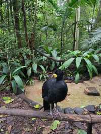 해외여행 브라질 이과수 조류동물원 Parque das Aves