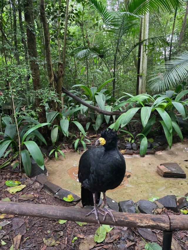 해외여행 브라질 이과수 조류동물원 Parque das Aves