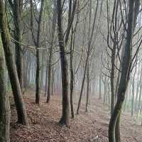 五峰山採桃樂及五指山登山趣