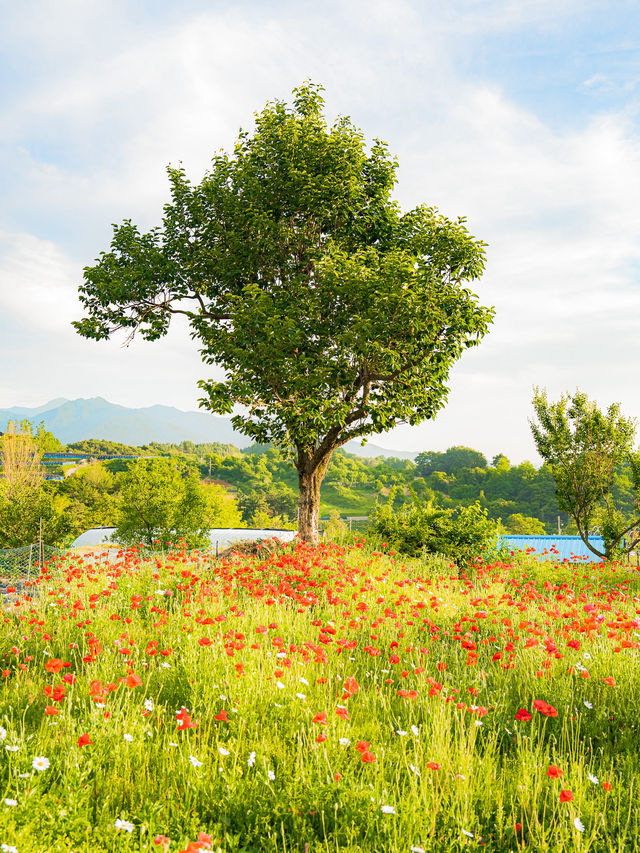 여름에 가기 좋은 무주 여행 코스🌿